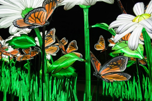 2019-01-03 Gin.net
Gin.net Especes en voie d'illumination (Jardin des Plantes - Paris)
