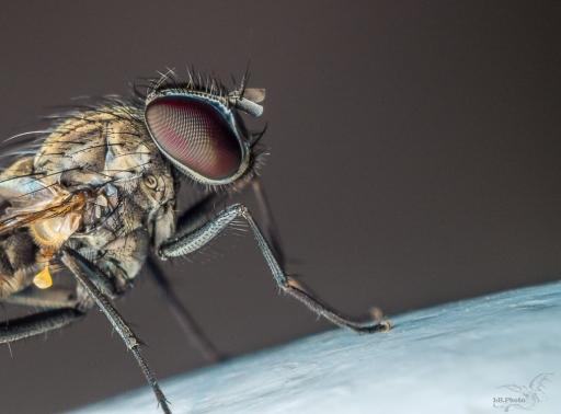 2017-03-11 phoenix1366
phoenix1366 [Macro et proxiphotographie nature]
