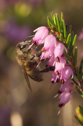 2017-03-17  Dan2
Dan2 [Macro et proxiphotographie nature]
