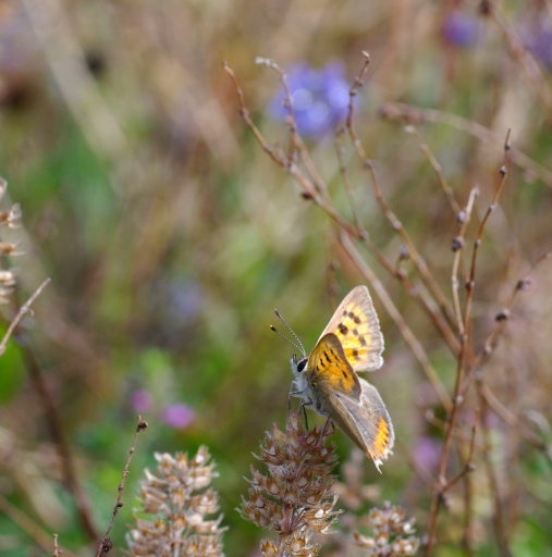 2020-09-02 papy57 
papy57 [Macro et proxiphotographie nature]

