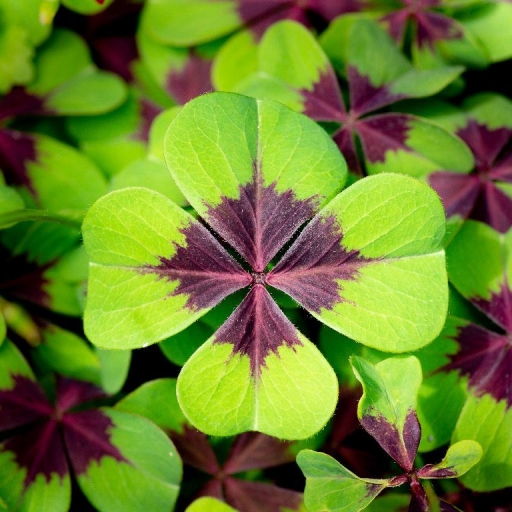 2018-06-07 bbert
bbert  [Flore et Botanique]
