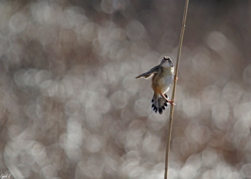 2019-05-09 CarpoDingo
CarpoDingo  Faune sauvage
