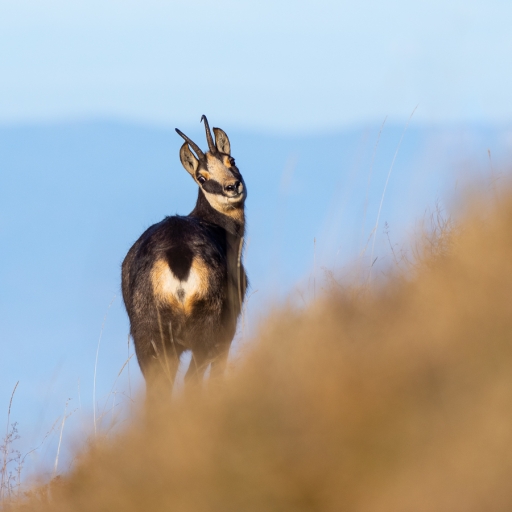 2020-11-21 ASM
ASM  Faune sauvage

