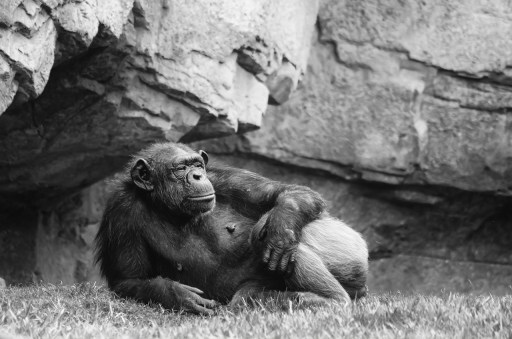 2021-08-12 Berzip
Berzip [Animaux domestiques ou captifs]
