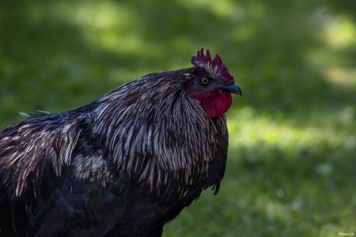 2023-06-08 Berzip
Berzip [Animaux domestiques ou captifs]
