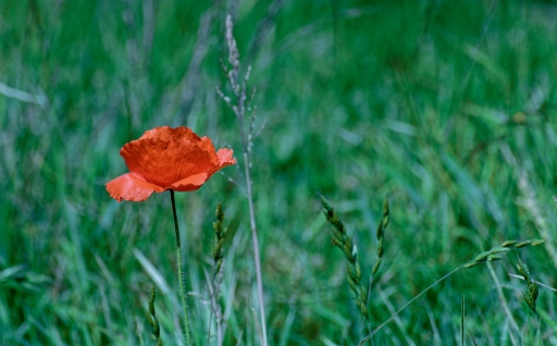 2023-07-06 Hermès
Hermès [Flore et Botanique]
