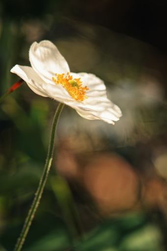 2023-09-13 TOFTOF
TOFTOF [Flore et Botanique]
