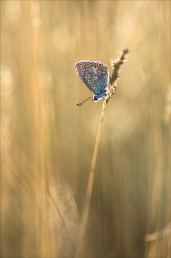 2015-08-22 / Kobaia
Kobaia [ Macro et proxi-photo ]
