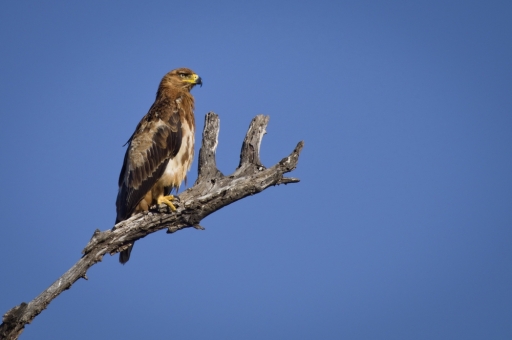 2017-09-06 FreD69
FreD69 [Faune sauvage] 
