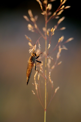 2020-08-07 papy57 
papy57 [Macro et proxiphotographie nature]

