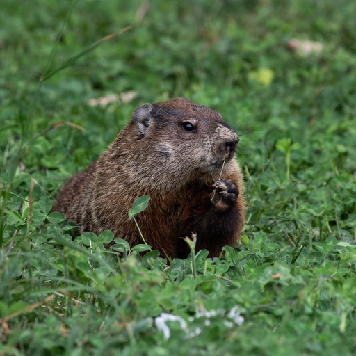 2022-04-21  K1ribou 
K1ribou [Faune sauvage]
