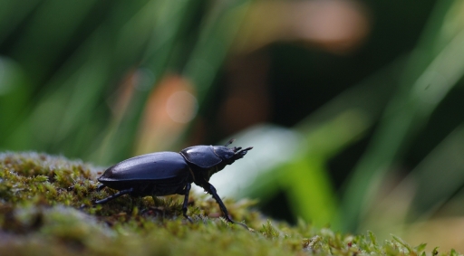 2020-06-18 papy57
papy57 [Faune sauvage]
