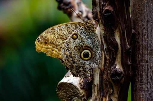 2016-02-15 / saraby
Saraby [Macro et proxiphotographie nature]
