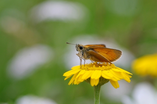 2021-06-24 papy57
papy57 [Macro et proxiphotographie nature]
