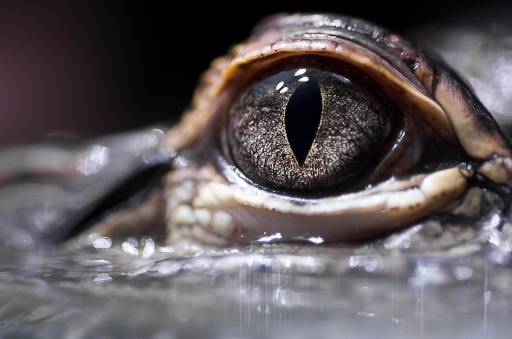 2012-03-12 / Gko
Par Gko dans Zoo & parcs animaliers
