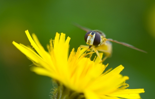 2013-03-24 / phoenix1366
phoenix1366 [ Macro et proxi-photo ]
