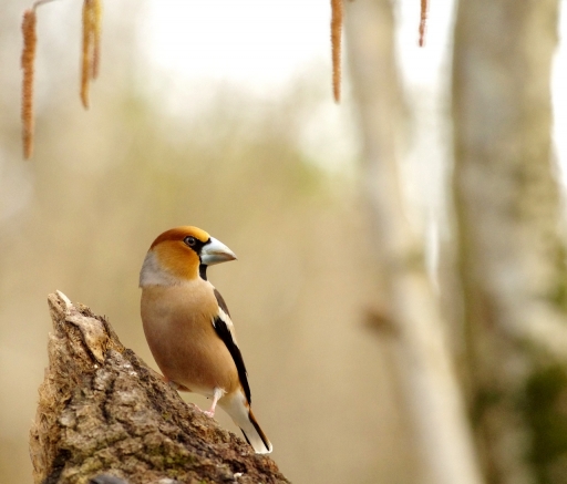 2023-02-23 papy57
papy57 [Faune sauvage]
