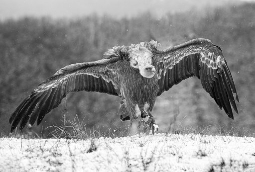 2020-06-10 Le Basque
Le Basque [Faune sauvage]
