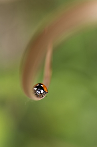2015-07-27 / Mathieu
Mathieu [ Macro et proxi-photo ]
