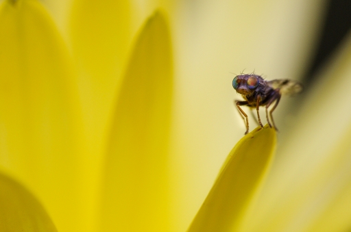 2013-09-23 Gko
Gko [ Macro et proxi-photo ]
