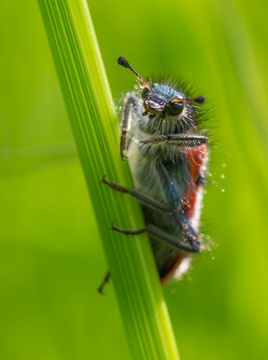2013-06-10 / neosilencers
neosilencers [ Macro et proxi-photo ]
