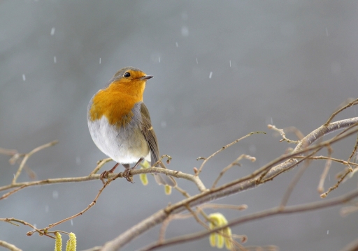 2021-02-11 papy
papy  [Faune sauvage]
