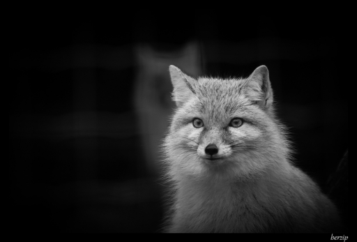 2014-01-20 / Berzip
berzip [ Noir et Blanc, Sepia et desaturation partielle ]
