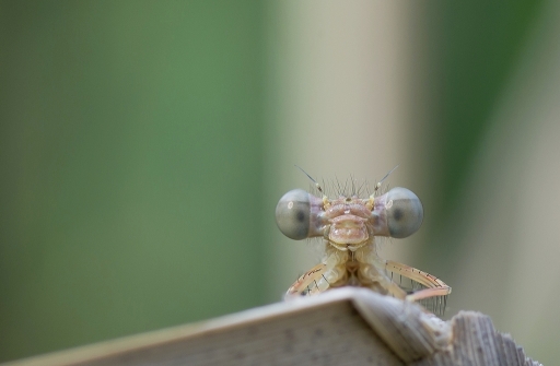 2013-06-19 neosilencers
 	
 neosilencers  " Emergence d'une demoiselle " 
