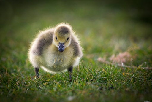 2021-05-13 Mickmac
Mickmac [Faune sauvage]
