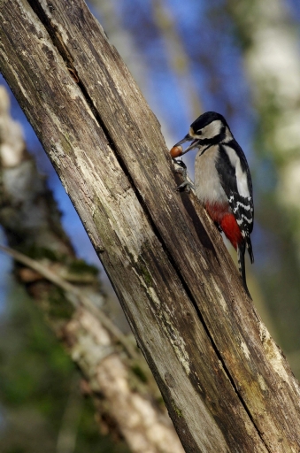 2023-12-07 papy57
papy57 [Faune sauvage]
