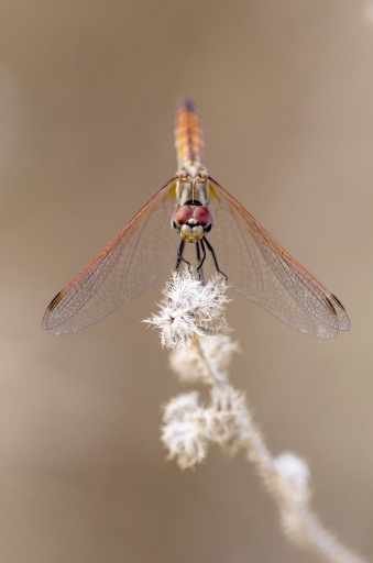 2013-08-27 / olilignan
olilignan [ Macro et proxi-photo ]
