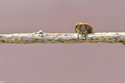 2017-10-18  CarpoDingo
CarpoDingo [Macro et proxiphotographie nature]
