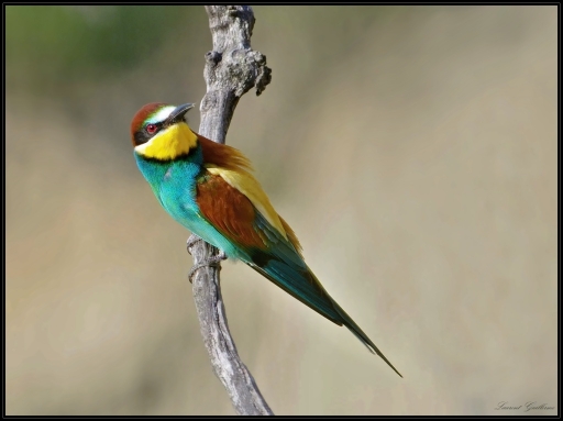 2013-06-23 / Lolo26
lolo26 [ Faune sauvage ]
