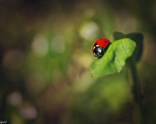 2018-06-01  CarpoDingo
CarpoDingo  [Macro et proxiphotographie nature]
