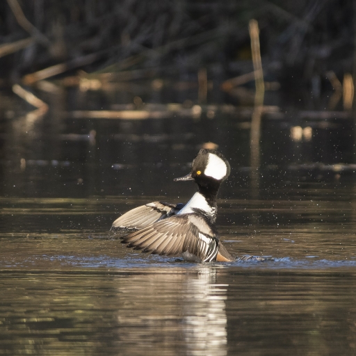 2022-09-21  K1ribou
K1ribou [Faune sauvage]
