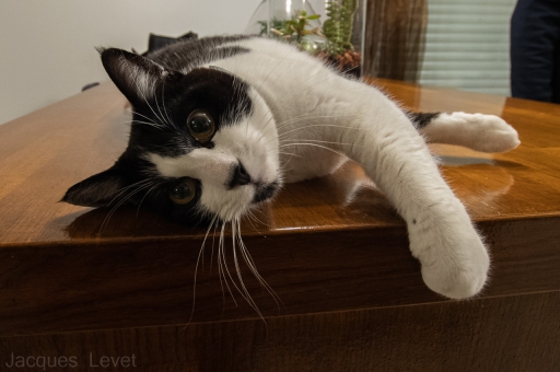 2021-12-08  Pech_les oies
Pech_les oies [Animaux domestiques ou captifs]
