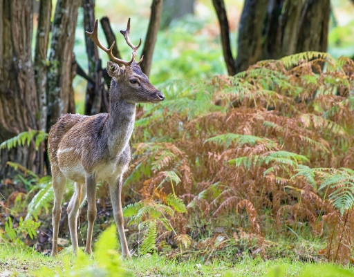 2021-05-12 Hermès
Hermès [Faune sauvage]
