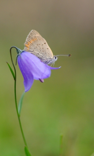 2019-10-04 papy57
papy57 [Macro et proxiphotographie nature]

