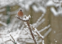 Nom du fichier=19021502300313388116121052.jpg
Taille du fichier=417Ko
Dimensions : 1024x727
Ajouté le : 21 Février 2019 19021502300313388116121052.jpg