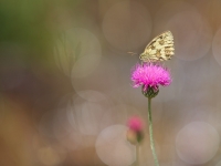 Nom du fichier=20091008465725609717017817.jpg
Taille du fichier=101Ko
Dimensions : 1100x825
Ajouté le : 10 Septembre 2020 20091008465725609717017817.jpg