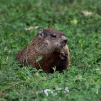 Nom du fichier=66_130_4_138-6260327828082.jpg
Taille du fichier=202Ko
Dimensions : 1024x1024
Ajouté le : 20 Avril 2022 66_130_4_138-6260327828082.jpg