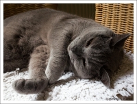 Nom du fichier=Steph_Chat.jpg
Taille du fichier=275Ko
Dimensions : 1000x763
Ajouté le : 15 Juin 2013 Steph_Chat.jpg