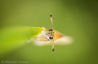 Nom du fichier=Sylvaine-9394.jpg
Taille du fichier=238Ko
Dimensions : 800x530
Ajouté le : 15 Juin 2014 Sylvaine-9394.jpg