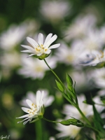 Nom du fichier=imgp2510.jpg
Taille du fichier=179Ko
Dimensions : 640x853
Ajouté le : 27 Avril 2017 imgp2510.jpg