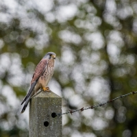 Nom du fichier=kWvgr4eT2p.jpg
Taille du fichier=289Ko
Dimensions : 1024x1024
Ajouté le : 24 Novembre 2013 kWvgr4eT2p.jpg