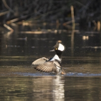 Nom du fichier=kp_28710.jpg
Taille du fichier=254Ko
Dimensions : 1024x1024
Ajouté le : 20 Septembre 2022 kp_28710.jpg