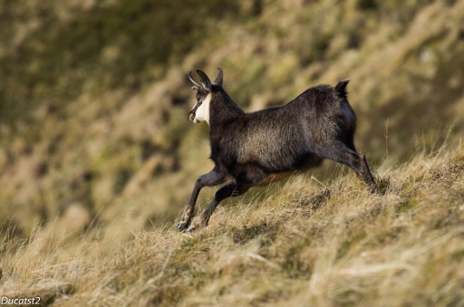 2012-11-24 / Ducatst2
Par Ducatst2 dans [ Faune sauvage ]
