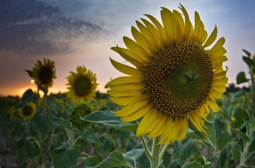 2012-11-03 / SPentaxQR
Par SPentaxQR dans [ Fleurs ]
