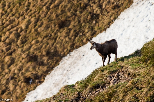 2014-04-3/ducast2
ducast2 [ Faune sauvage ]
