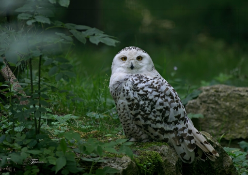 2013-07-25/deche
deche "1ere rencontre avec le parc de sainte croix 2013"
